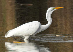 Grande Aigrette