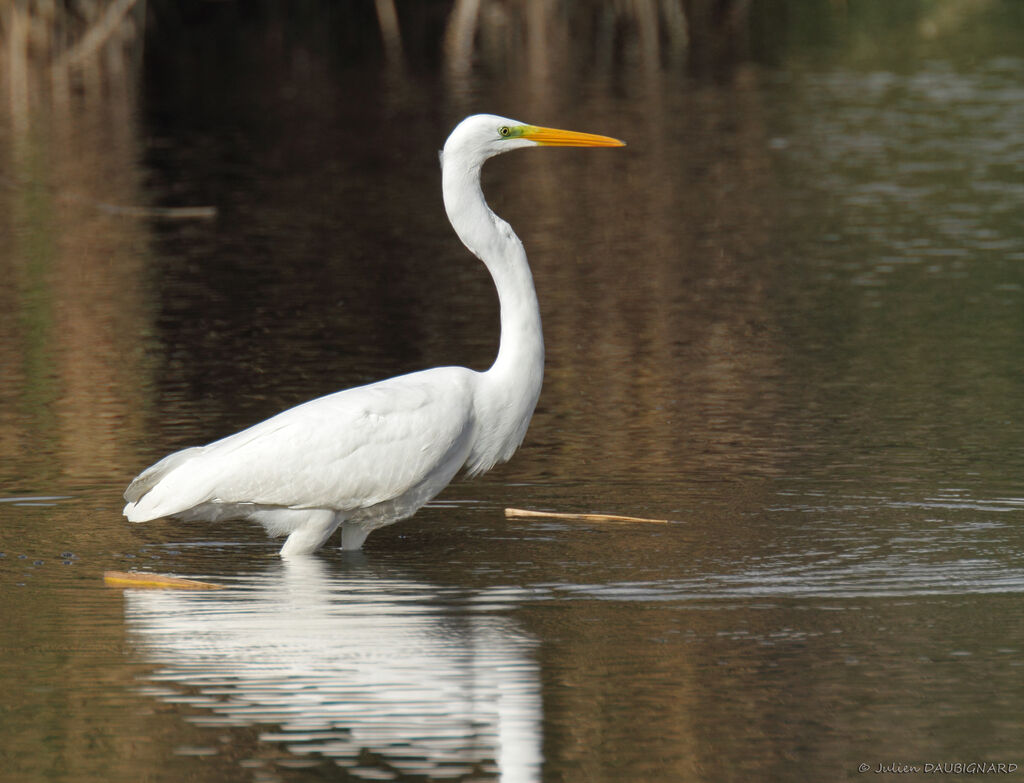 Great Egret, identification