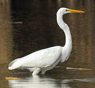 Grande Aigrette