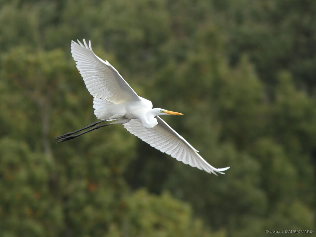 Great Egret, Flight