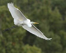 Grande Aigrette