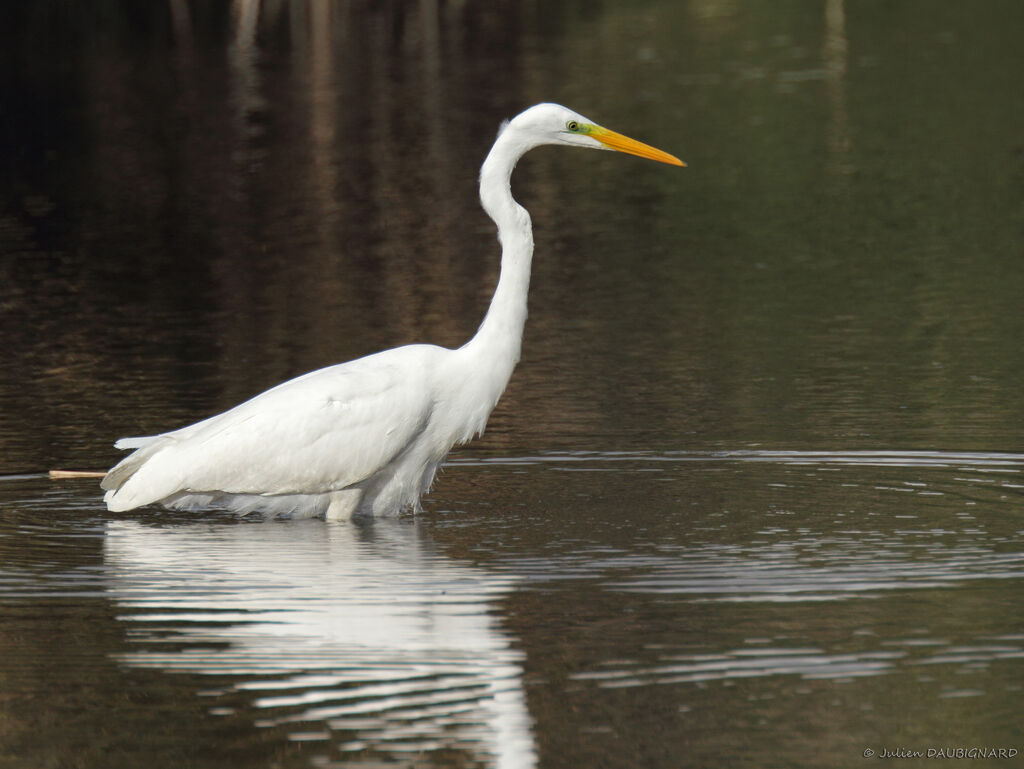 Great Egret, identification