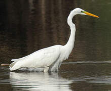 Grande Aigrette