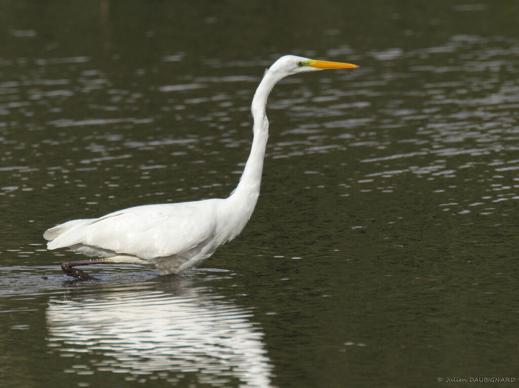 Grande Aigrette, identification