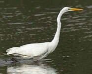 Grande Aigrette