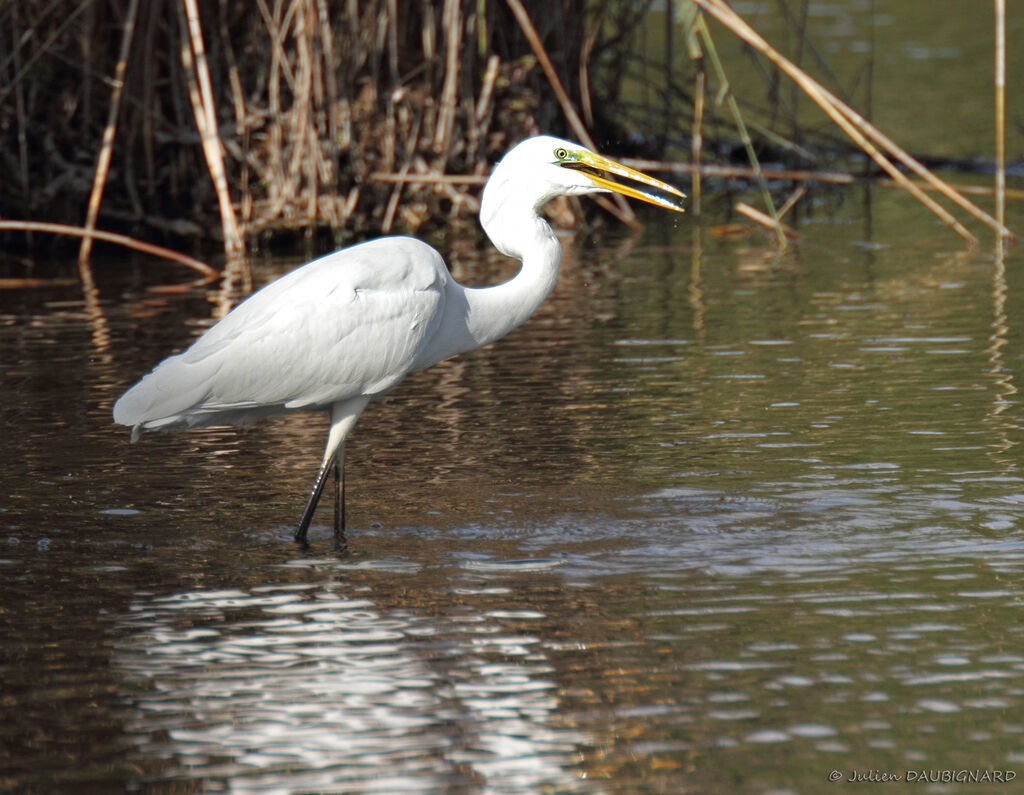 Great Egret, identification, feeding habits