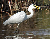 Grande Aigrette