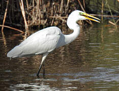 Great Egret