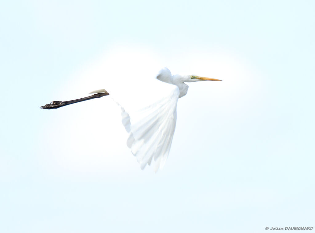 Great Egret, Flight