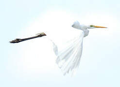 Grande Aigrette