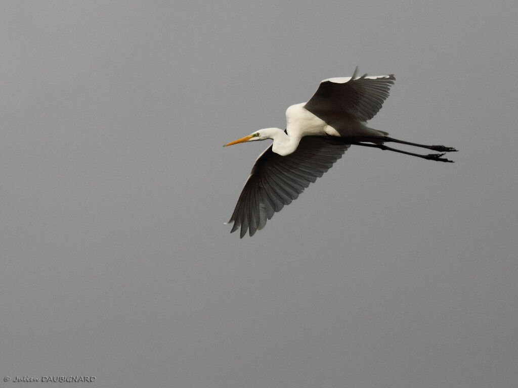 Grande Aigrette, Vol