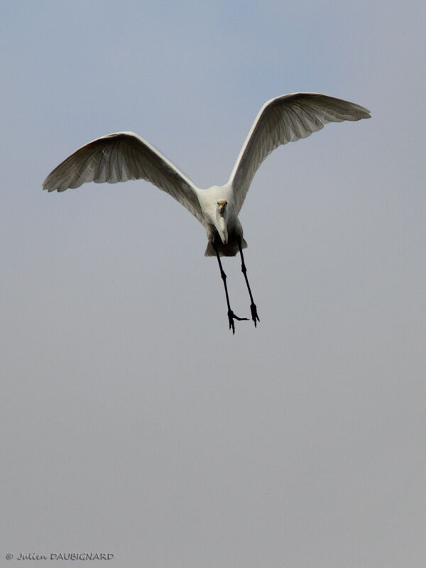 Great Egret, Flight