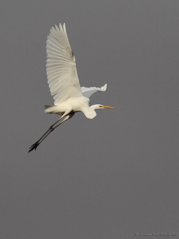 Great Egret, Flight