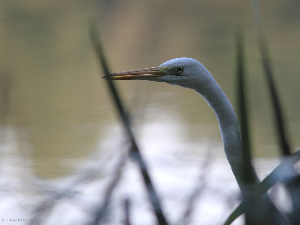 Great Egret, close-up portrait