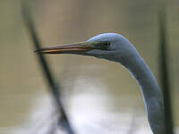 Grande Aigrette