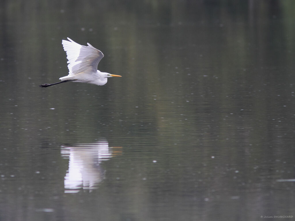 Great Egret, Flight