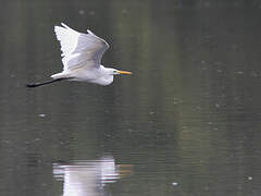 Grande Aigrette