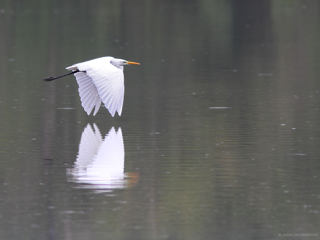 Grande Aigrette, identification, Vol