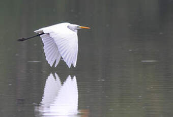 Grande Aigrette