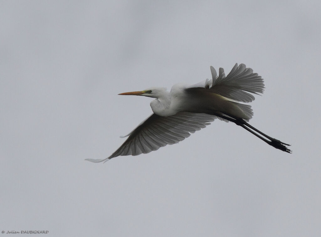 Great Egret, Flight