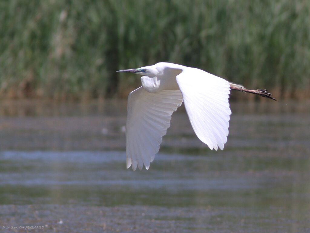 Great Egretadult breeding, Flight