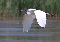 Grande Aigrette