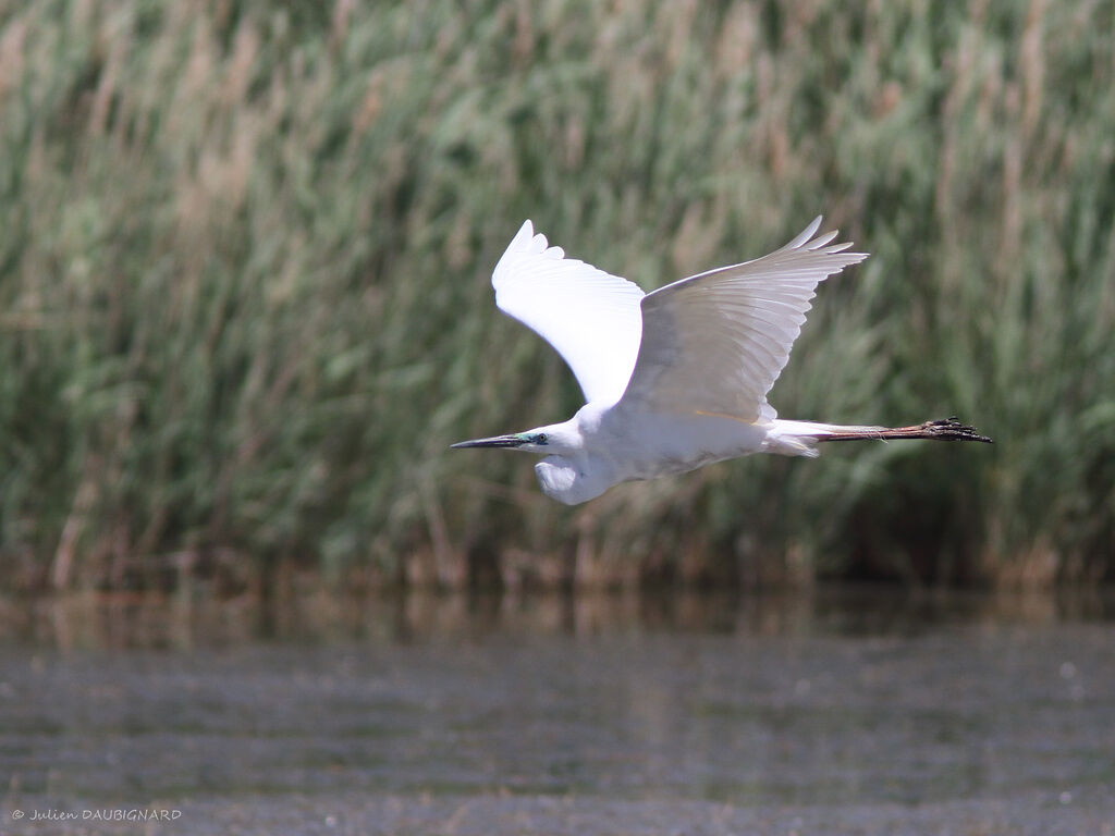 Great Egretadult breeding, Flight