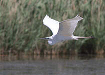 Grande Aigrette