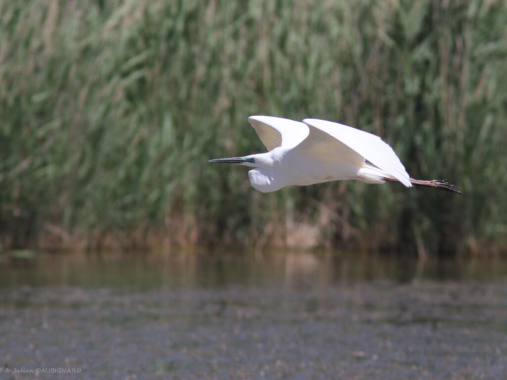 Great Egretadult breeding, Flight