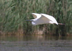 Grande Aigrette