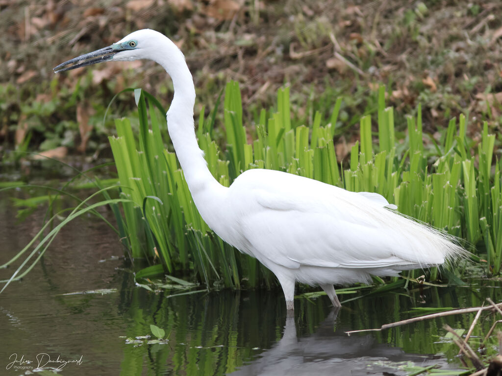 Great Egret, identification