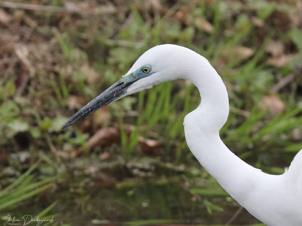 Great Egret, close-up portrait