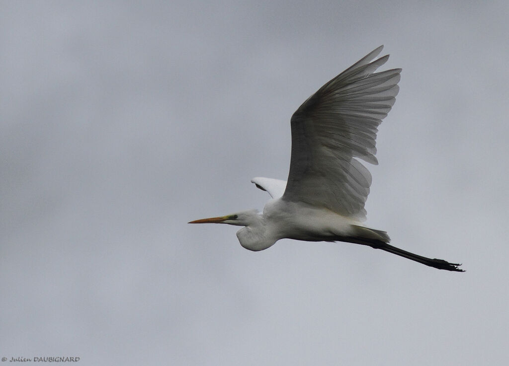 Great Egret, Flight