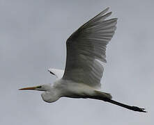 Grande Aigrette