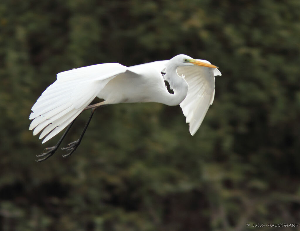 Great Egret, Flight