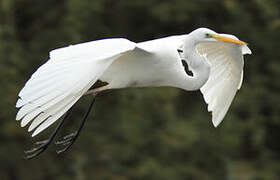 Grande Aigrette