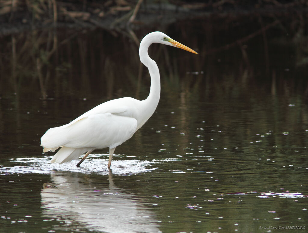 Grande Aigrette, identification