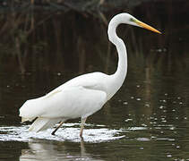 Grande Aigrette