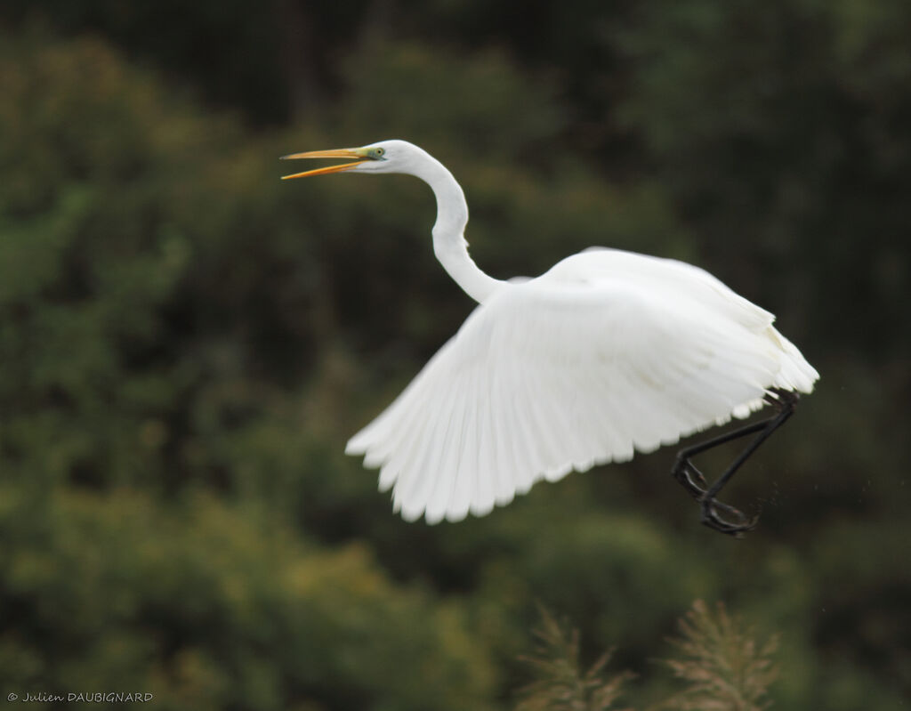 Great Egret, Flight