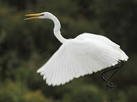 Grande Aigrette