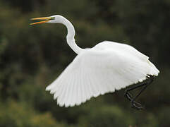 Grande Aigrette