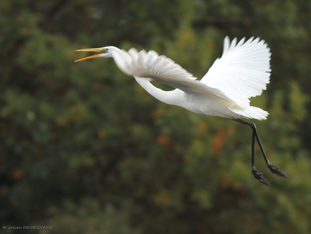 Great Egret, Flight