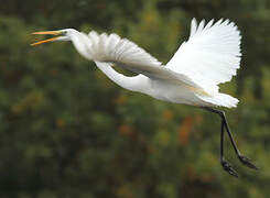 Grande Aigrette