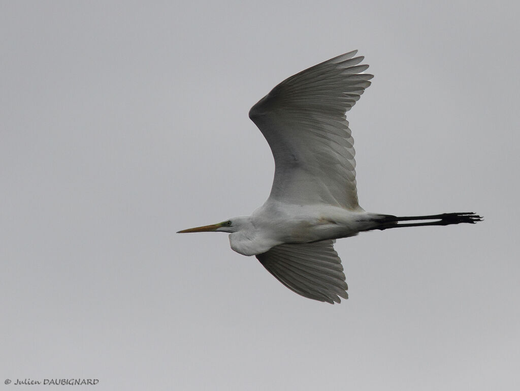 Great Egret, Flight