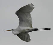 Grande Aigrette