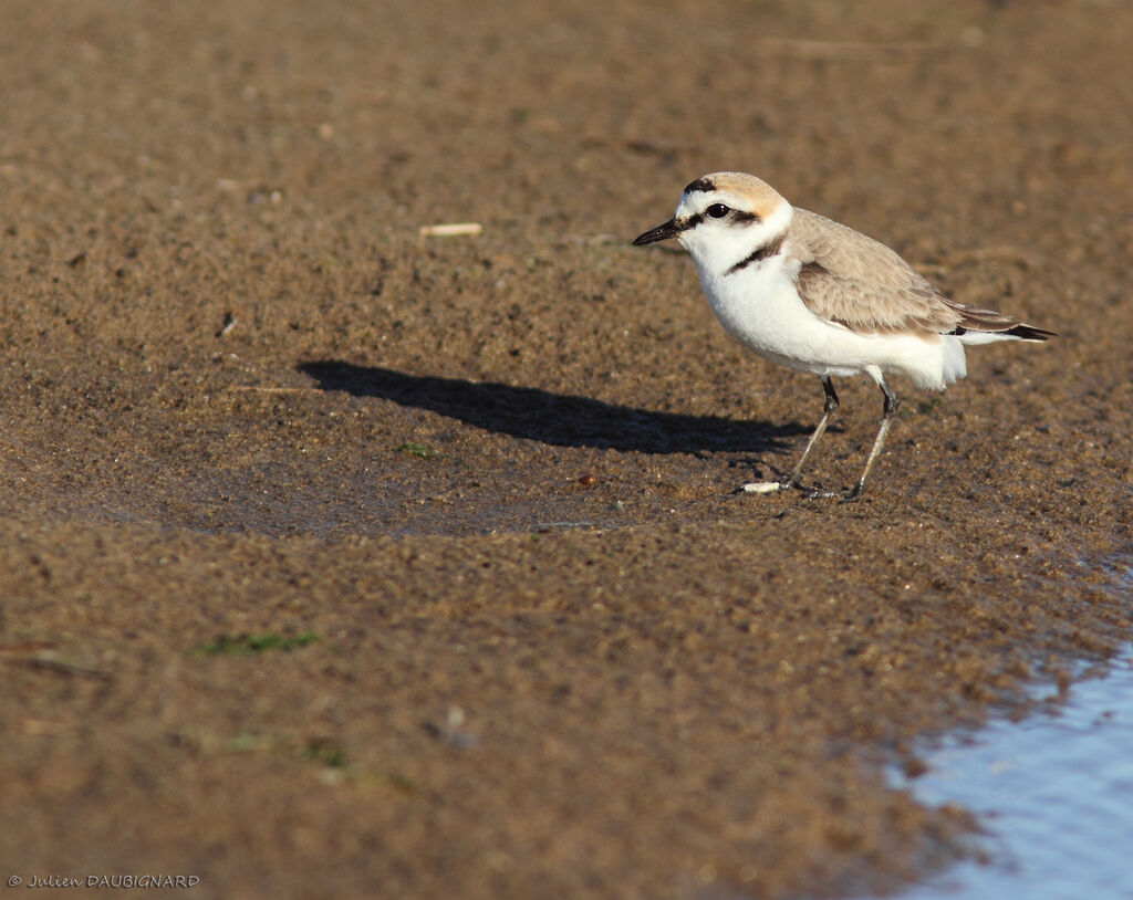 Kentish Plover male adult breeding, identification