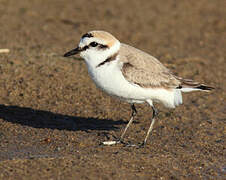 Kentish Plover