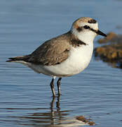 Kentish Plover