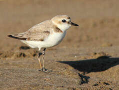 Kentish Plover