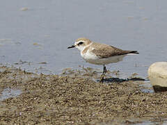 Kentish Plover